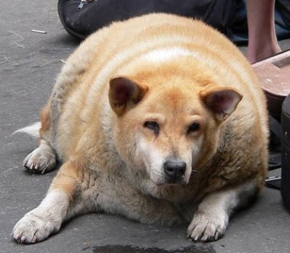 fat animals fat dog most fat dog cachorro cão gordo