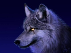lobo wolf loup wallpaper