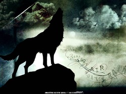 lobo uivando wolf wallpaper