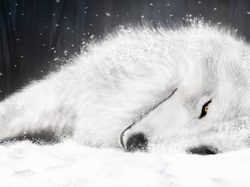 wolfs rain kiba lied wolf lobo caido lobo branco