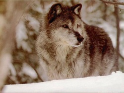 sepia wolf starring lobo observando wallpaper