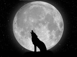 Picturelobos, wolfs, wallpapers, plano-de-fundo, cachorro,full  hd,moon