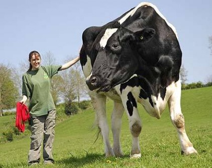 fat animals fattyest mamals cow vaca gorda vaca gigante