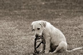  Imagem solidão tristeza sadness loniless cachorro