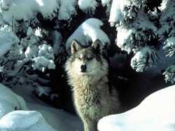 lobo parado gray wolf wallpaper