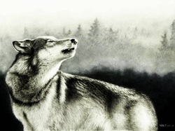 lobo wolf loup wallpaper