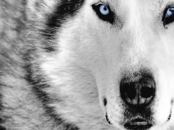 lobos, wolfs, wallpapers, plano-de-fundo, cachorro,full  hd