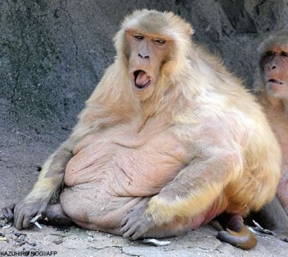 macaco mais gordo do mundo bicho gordo fat monkey barrigudo