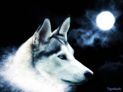 wolf moon night wallpaper