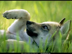 wolf puppy pet lobo filhote wallpaper